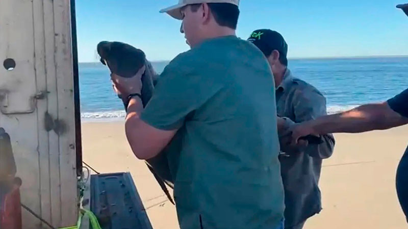 Bajo observación veterinaria " lobita marina “rescatada en playas de Navolato 