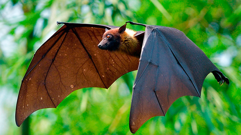 Advierten por presencia de murciélagos con rabia en Nuevo León 