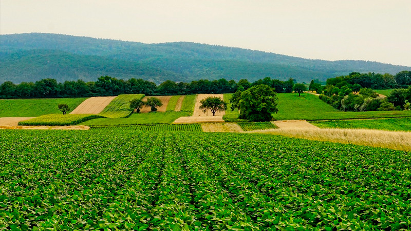 Agricultores urgen a candidatos a entrar en diálogo para salvar el campo 