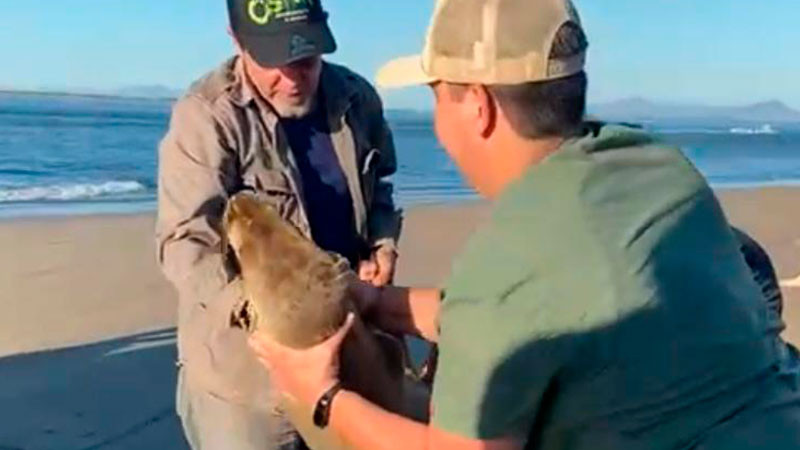 Bajo observación veterinaria la lobita marina rescatada en playas de Navolato 
