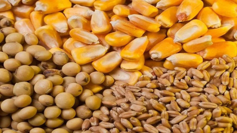 Baja en la producción agroalimentaria por sequía impulsará importaciones de granos, advierten especialistas 