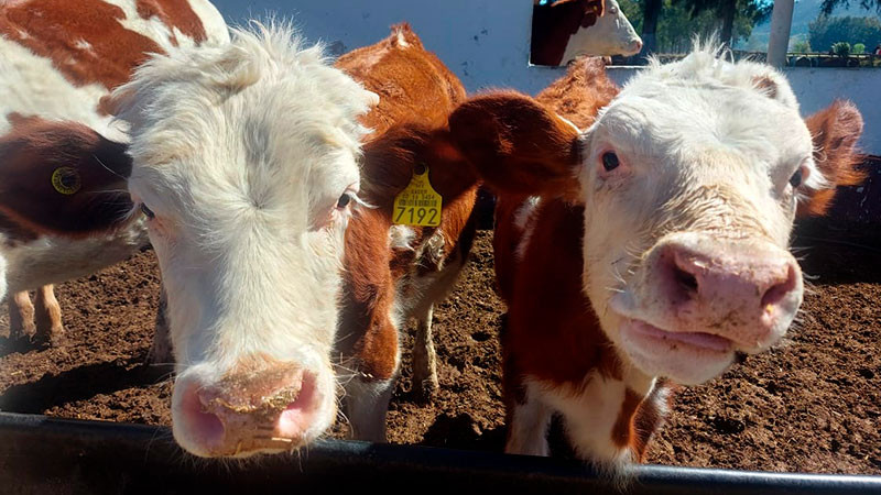 Trabajan autoridades y productores para erradicar tuberculosis bovina en Michoacán 