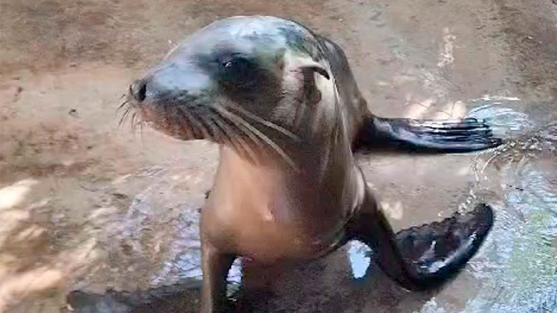 Rescatan a lobita marina desnutrida en costas de Sinaloa 