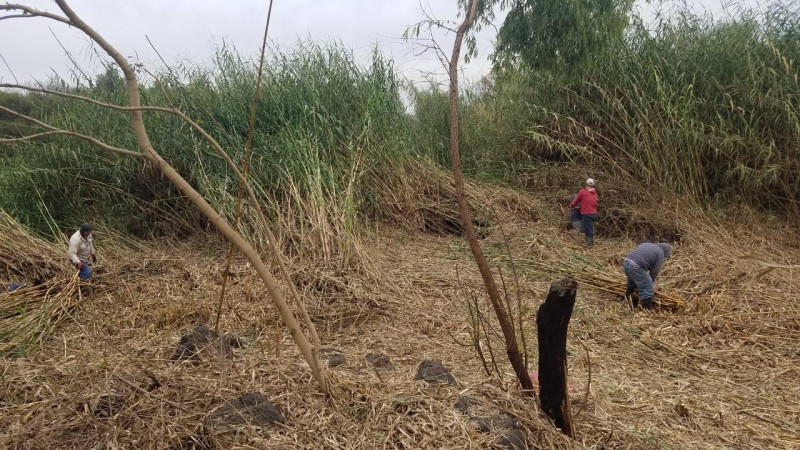 Retiran maleza acuática en la reserva ecológica de la Mintzita