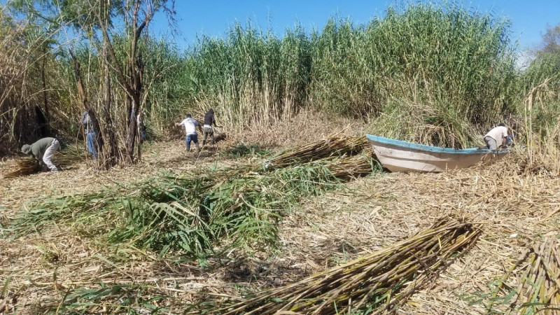 Retiran maleza acuática en la reserva ecológica de la Mintzita