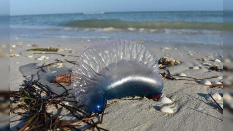 Aumenta presencia de medusas en costas de Yucatán; activan bandera amarilla 