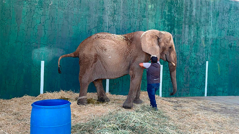 La salud de la elefanta Annie está en riesgo: Asociación de Zoológicos, Criaderos y Acuarios de México 