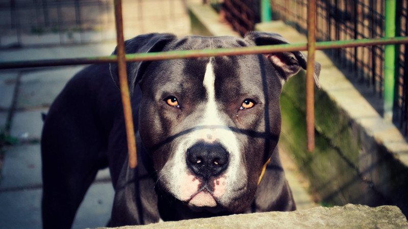 Tres perros atacan a niño de 9 años en Oaxaca; se encuentra grave 
