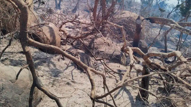 Incendio arrasa con 30 hectáreas del Parque Nacional El Veladero, en Acapulco 