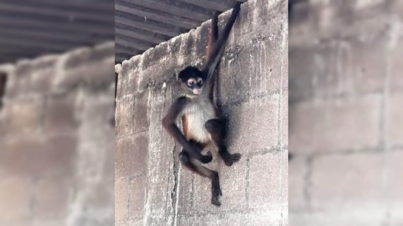 Aseguran camioneta de lujo y mono araña en peligro de extinción, en cateo en La Piedad, Michoacán  