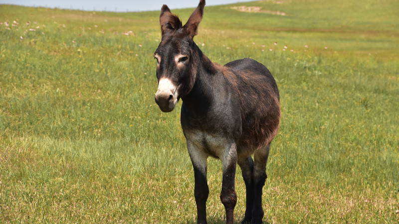 Cientificos descifran el origen de los burros 