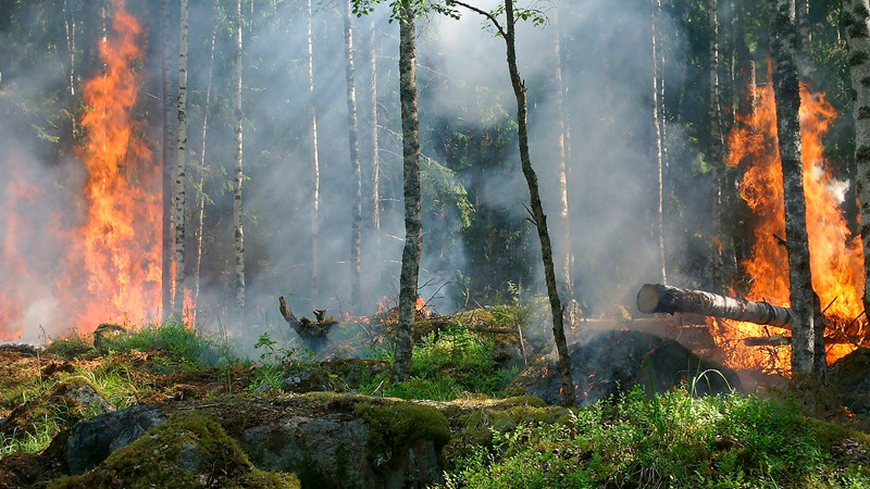 Hay 25 incendios forestales activos en México: Conafor 
