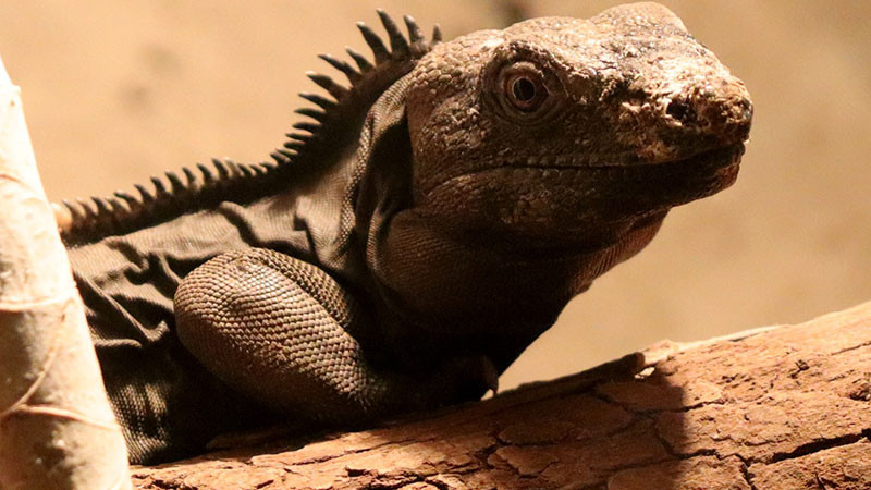 Una iguana cola espinosa, la nueva habitante del Zoo de Morelia