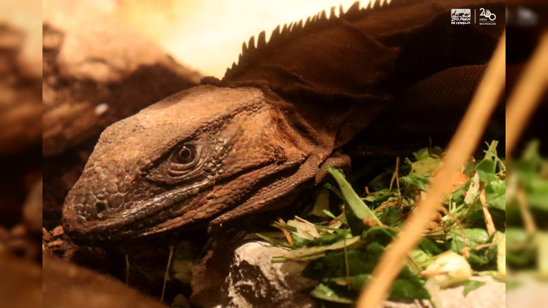 Una iguana cola espinosa, la nueva habitante del Zoo de Morelia