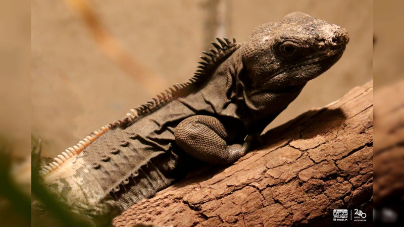 Una iguana cola espinosa, la nueva habitante del Zoo de Morelia