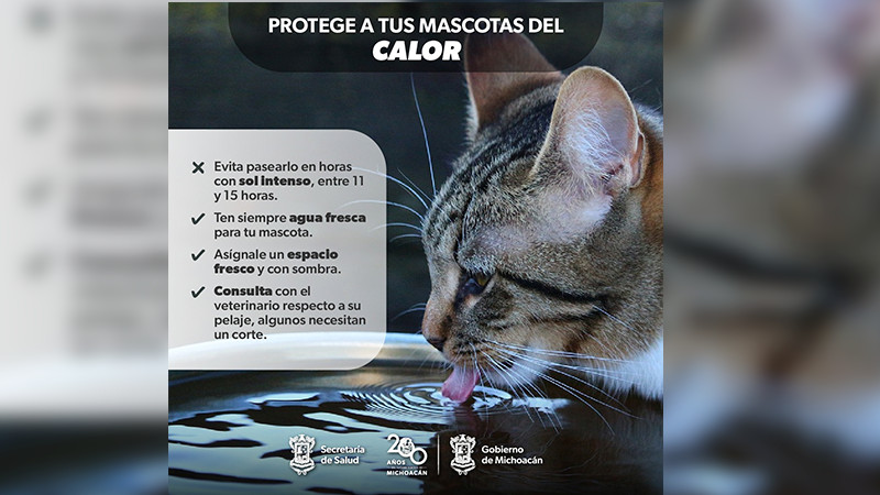 Protege a tus mascotas del calor con estas recomendaciones de la SSM