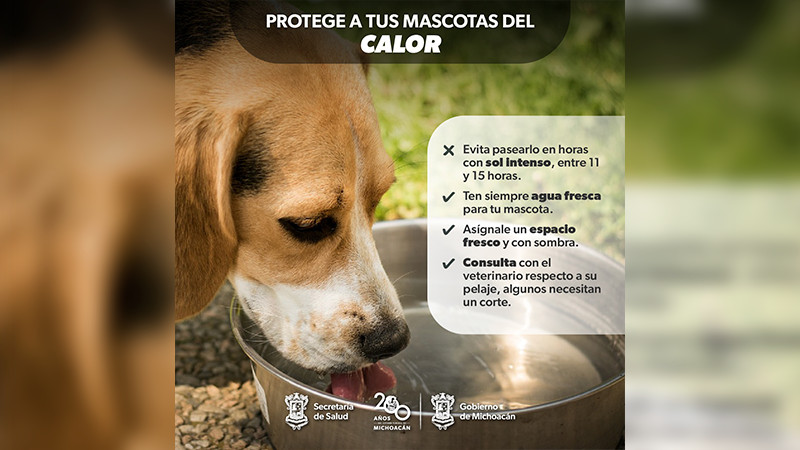 Protege a tus mascotas del calor con estas recomendaciones de la SSM