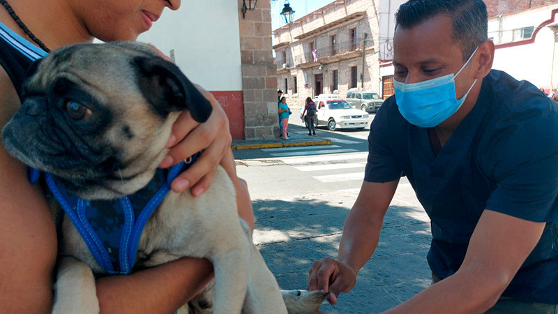 En marzo, vacunación antirrábica a perros y gatos en Morelia: SSM