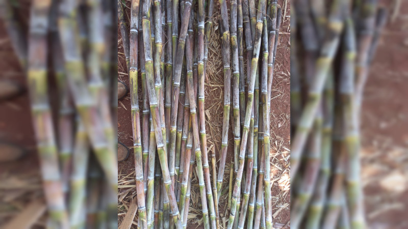 Ya viene la segunda Feria del Piloncillo en Tzitzio