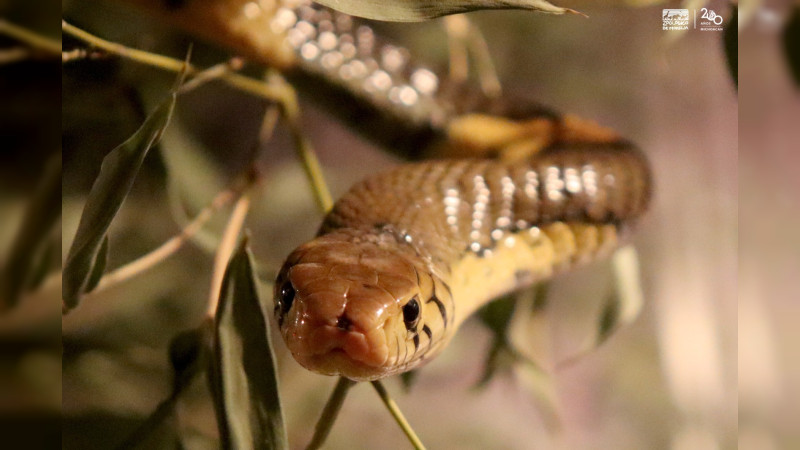 Venenosa y mortal; cobra bandeada, nueva integrante del Zoo de Morelia