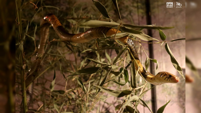 Venenosa y mortal; cobra bandeada, nueva integrante del Zoo de Morelia