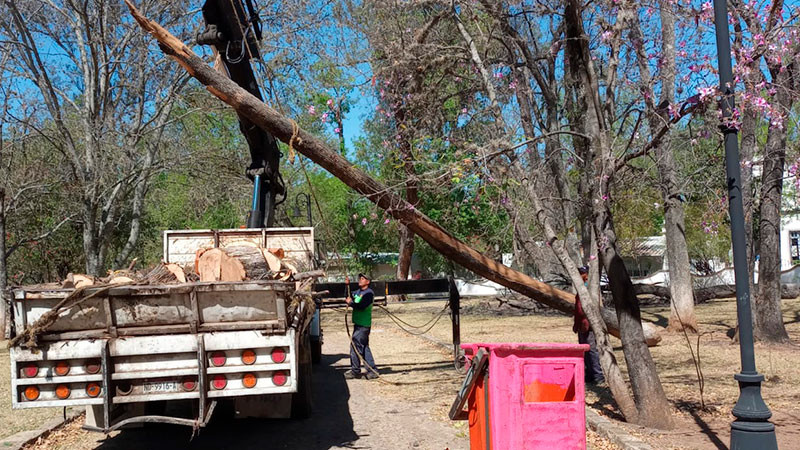 Ayuntamiento de Morelia retiró árboles secos del Bosque Cuauhtémoc 
