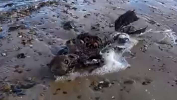 Graban el cadáver de una sirena en el Reino Unido  