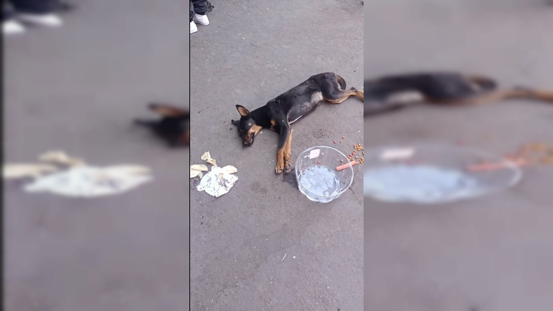 GHAPAD rescata a perrita insolada en Tianguis de la Feria en Morelia 