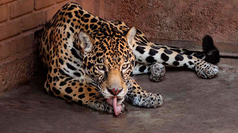  Pareja de jaguares llega al Zoo de Morelia con fines reproductivos