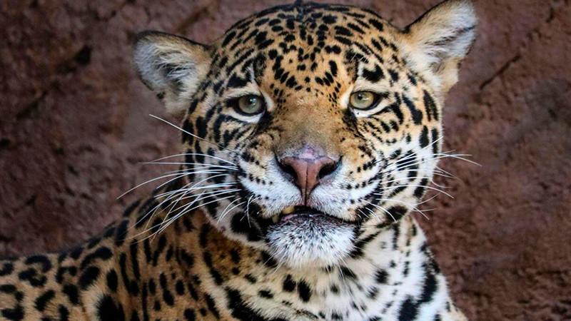  Pareja de jaguares llega al Zoo de Morelia con fines reproductivos