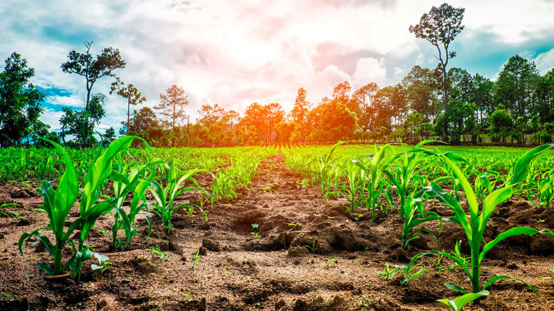 Productores del campo piden diálogo directo a candidatos a la presidencia de México 