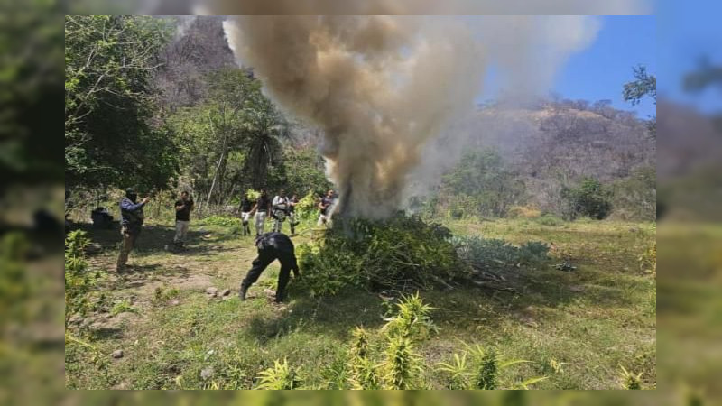 Incineran en Nocupétaro más de 10 mil plantas de droga 