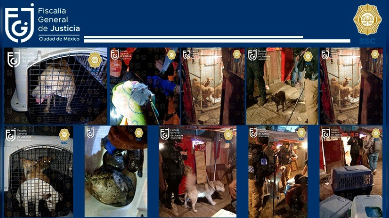 Fiscalía rescata a 40 mascotas en Xochimilco; detienen a dos por maltrato animal 