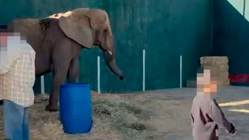 Negligencia de la Semarnat pone en riesgo a la elefanta Annie: asociación de zoológicos 