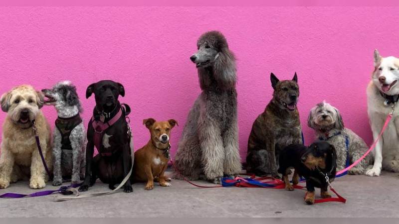 Mañana hay feria de adopción canina en Morelia, Michoacán 
