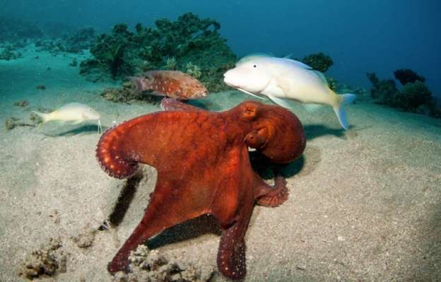 Reciben expertos de la UNAM patente para cultivo de pulpo en Chile  