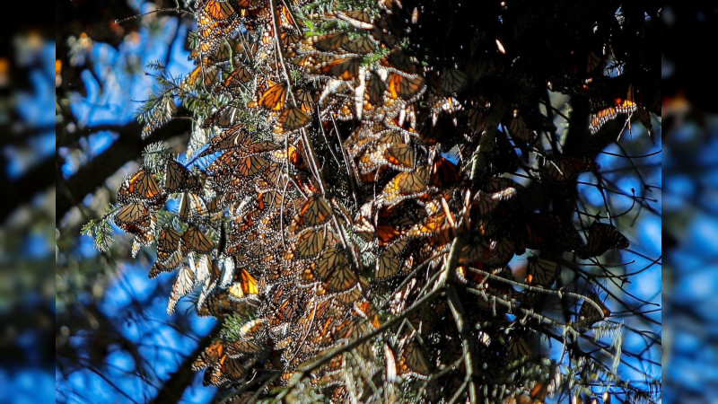 Visita la Mariposa Monarca antes de que emprenda el vuelo de regreso