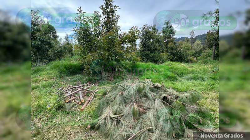 Aguacate y deforestación, acaban con la Biosfera de la Mariposa Monarca y sus guardianes