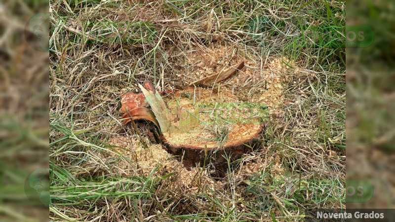 Aguacate y deforestación, acaban con la Biosfera de la Mariposa Monarca y sus guardianes