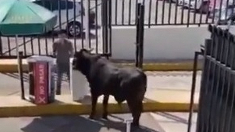 Captan en imágenes a toro paseando en instalaciones de La Salle en la CDMX 