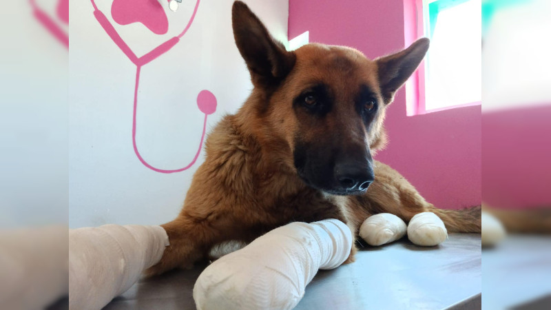 Rescatan a “Coqueta”, perrita amarrada u arrastrada por una camioneta en Guanajuato 