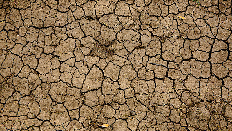 Sequía ha afectado la mayor parte del sector agropecuario de Querétaro  