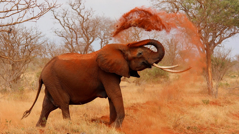 Elefante ataca camión de turistas en safari de Sudáfrica 