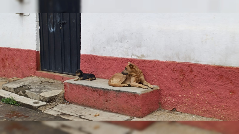 Este sábado habrá marcha en defensa de los derechos de los animales en Morelia