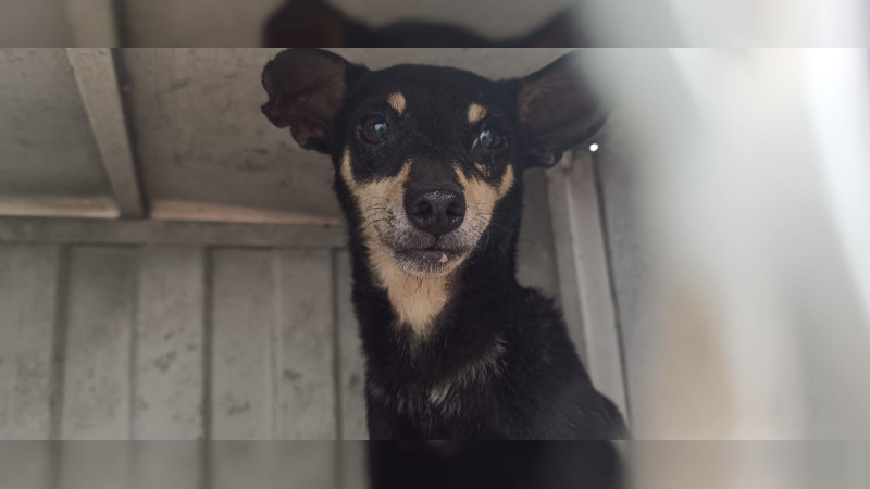 Este sábado habrá marcha en defensa de los derechos de los animales en Morelia