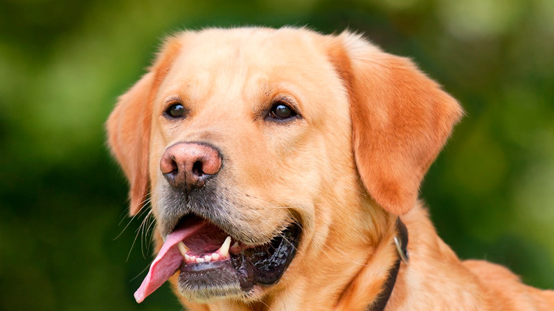 Los perros son capaces de reconocer nombres de objetos: revista Current Biology 