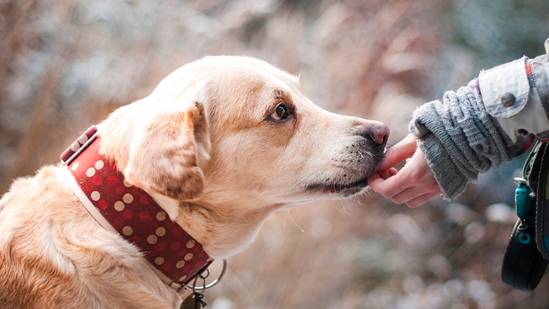 Humanos transmiten más virus a animales que ellos a nosotros, según estudio 