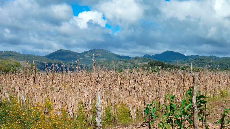 Prevé Unión de Agroquímico crisis de productividad en el campo si se prohíbe el glifosato 