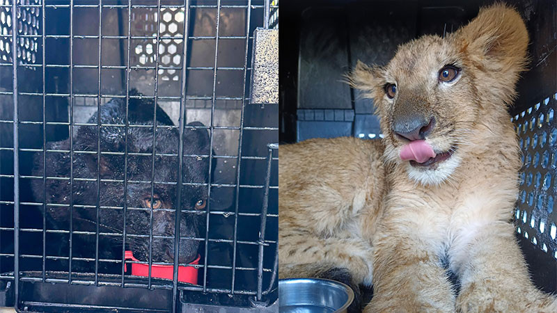 Zoo de Morelia ha recibido 300 ejemplares decomisados por Profepa 