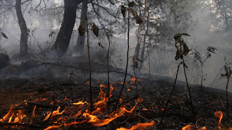 Activos, 17 Incendios forestales en Estado de México